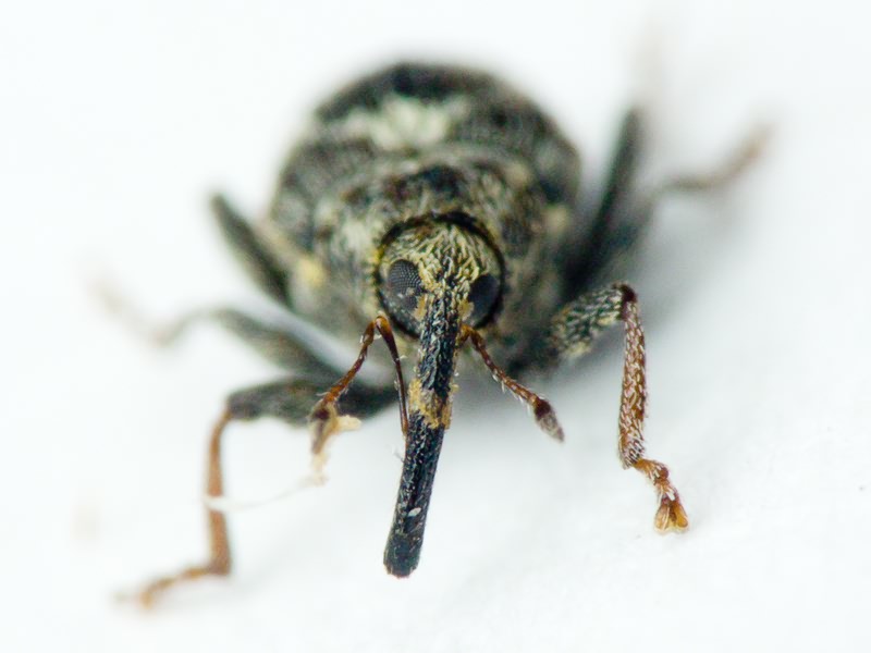 Microplontus Wagner, 1944